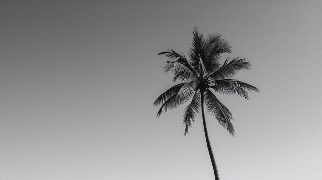 Minimalist black and white palm tree photography wallpaper